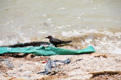 Peacock on beach