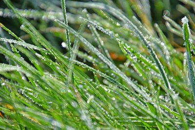 Close-up of water drops on grass