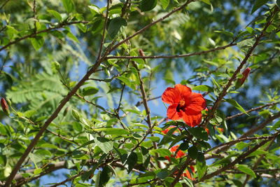 Close-up of red flower