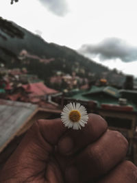 Close-up of hand holding white flowering plant