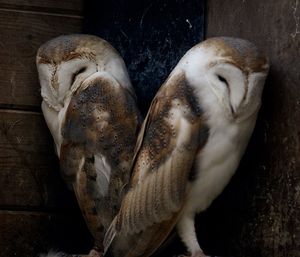 High angle view of white sleeping