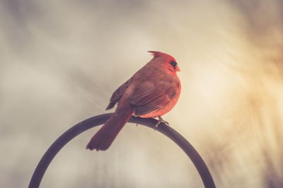 Close-up of bird perching outdoors