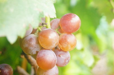 Close-up of grapes growing on tree