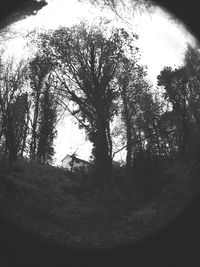 Low angle view of trees against sky