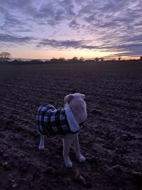 Dog standing on field against sky during sunset