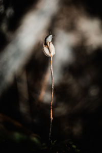 Close-up of plant