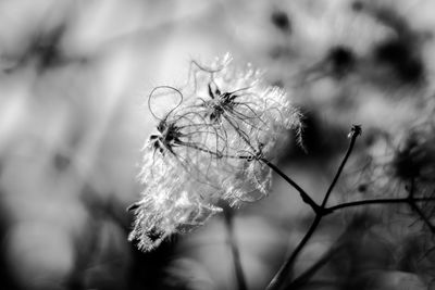 Close-up of flower against blurred background