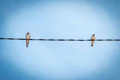 Low angle view of birds perching on cable against sky