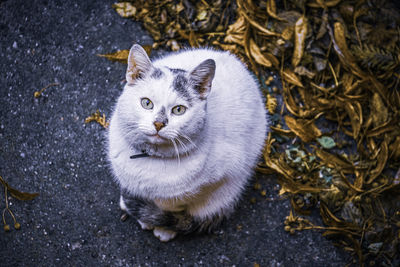 High angle portrait of cat standing outdoors