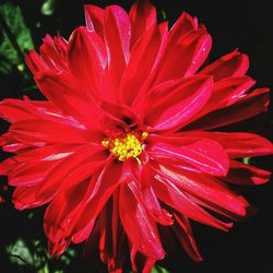 Close-up of wet red flower