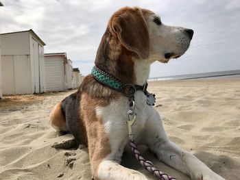 Dog sitting on sand at beach against sky