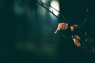 Close-up of dry leaves on plant
