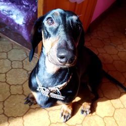 Close-up of dog