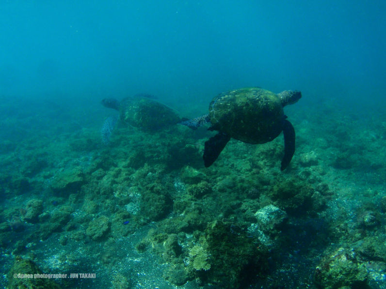 underwater, swimming, animal themes, sea life, animals in the wild, water, undersea, sea, wildlife, fish, blue, one animal, nature, aquarium, beauty in nature, two animals, coral, full length, rock - object