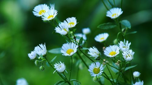 Close-up of white daisy blooming outdoors