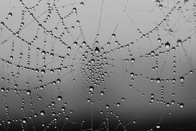 Close-up of water drops on spider web