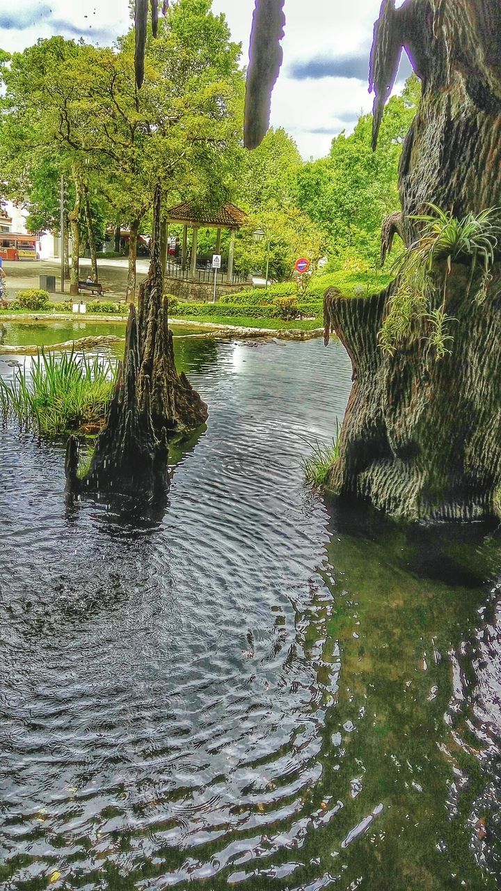 tree, water, waterfront, rippled, tranquility, growth, green color, nature, tranquil scene, sky, river, beauty in nature, scenics, reflection, day, outdoors, lake, idyllic, plant, no people