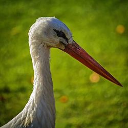 Close-up of bird