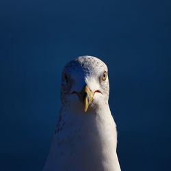 Close-up of bird against sky