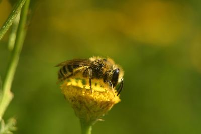 Close-up of bee on flower