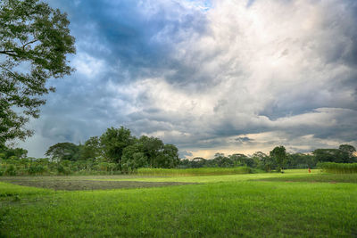 Scenic view of field against sky