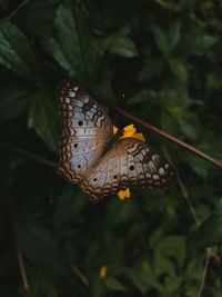 White peacock butterfly. anartia jatrophae