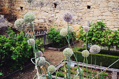 Plants growing on wall