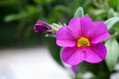 Close-up of pink cosmos blooming outdoors