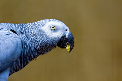 Close-up of african grey parrot