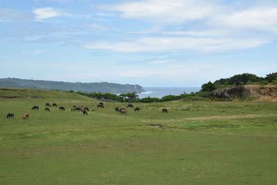 Flock of sheep in a field