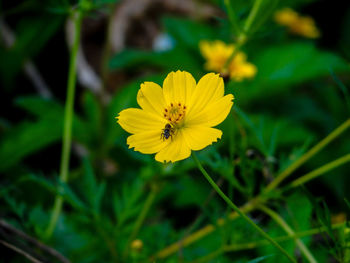 Close-up of yellow cosmos flower