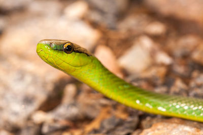 Close-up of green lizard on land