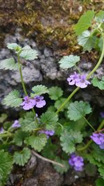 High angle view of purple flowering plants