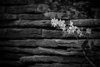 Close-up of flowering plant against wall