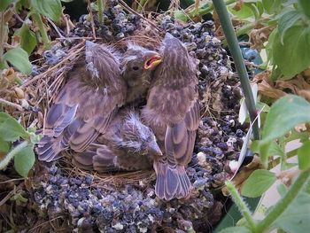 Close-up of birds in nest