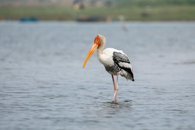 A painted stork up close