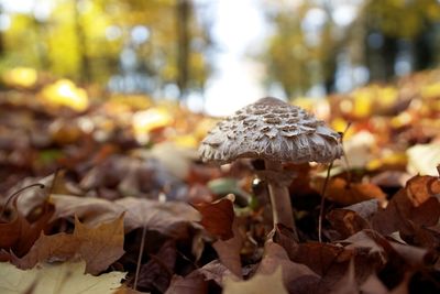 Close-up of mushrooms growing on field during autumn