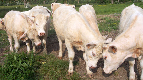 Cows on field