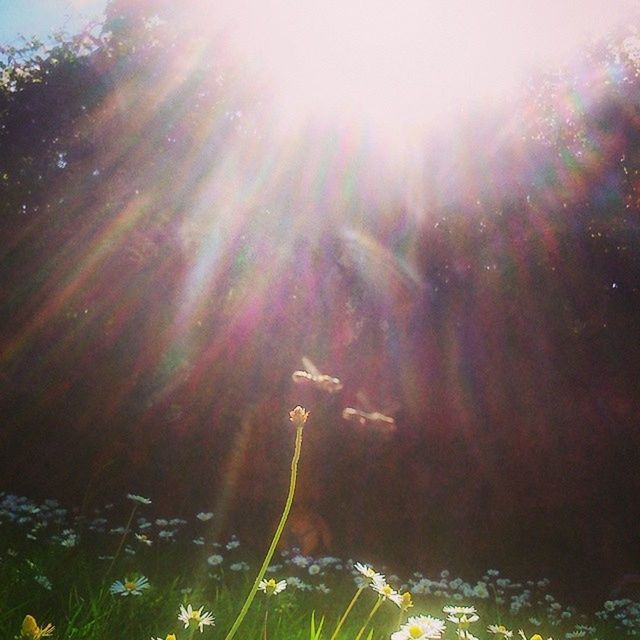 sunbeam, sun, lens flare, sunlight, growth, tranquility, nature, grass, beauty in nature, plant, tranquil scene, field, tree, sunny, bright, scenics, landscape, day, outdoors, non-urban scene