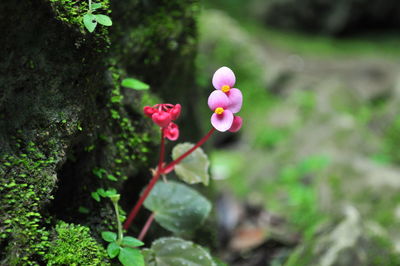 Close-up of flowers blooming outdoors