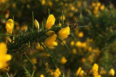 Close-up of yellow flower