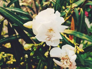 Close-up of white flowers blooming outdoors