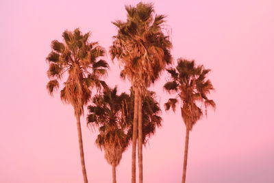 Low angle view of palm trees against sky