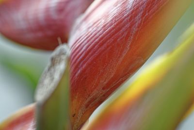 Close-up of red berries on leaf