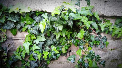 Plants growing on a wall