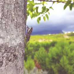 Close-up of bird perching on tree trunk