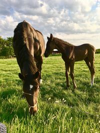 Horses grazing in a field