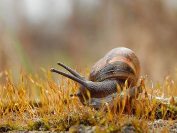 Close-up of grass on field