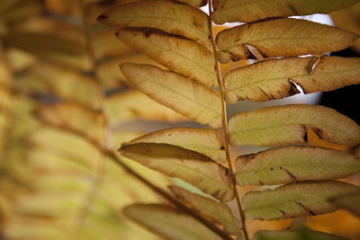Close-up of leaves