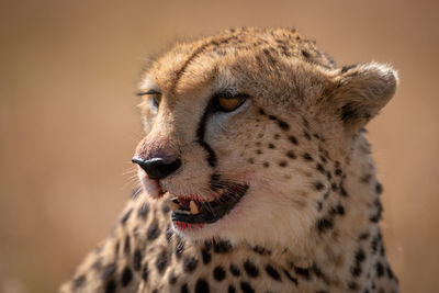 Cheetah hunting in forest